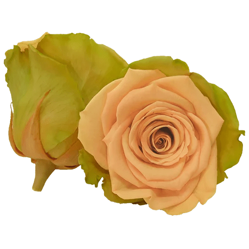 BELLA Preserved Roses Bicolors - Pack 4