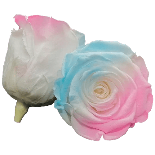 Rosas preservadas BELLA Bicolores - Paquete de 4