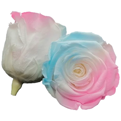 S Preserved Roses Bicolors - BMade