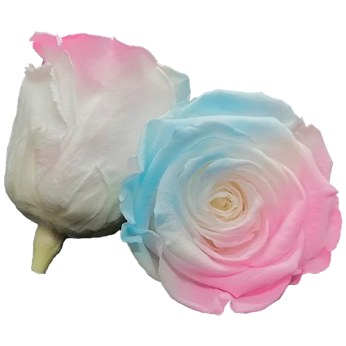 LL+ Preserved Roses Bicolors - Pack of 6