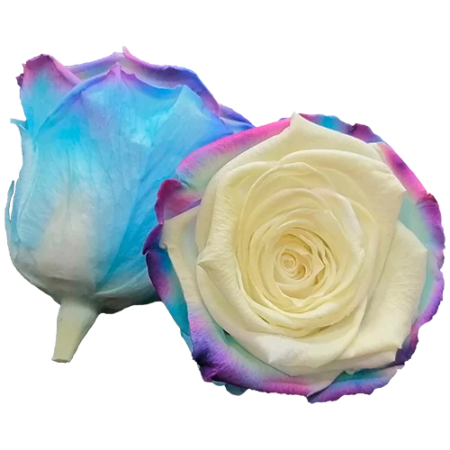 S Preserved Roses Bicolors