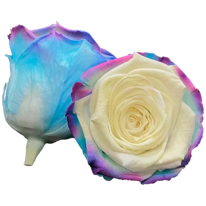 S Preserved Roses Bicolors - BMade