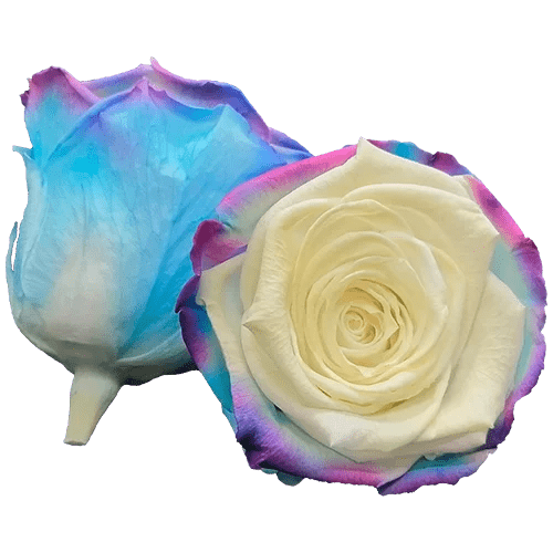 BELLA Preserved Roses Bicolors - Pack 4