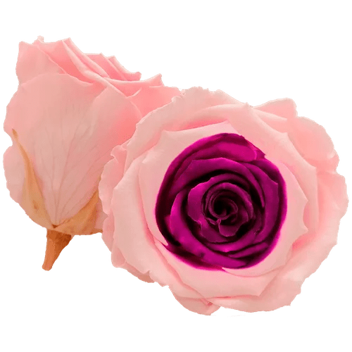 Rosas preservadas BELLA Bicolores - Paquete de 4