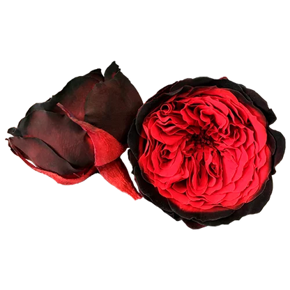 S Preserved Roses Bicolors - BMade