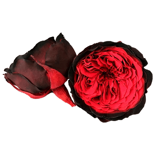 Rosas preservadas BELLA Bicolores - Paquete de 4