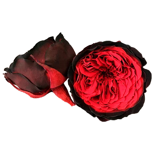 XL Preserved Roses Bicolors - Pack of 6