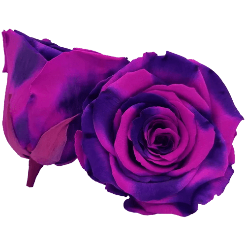 BELLA Preserved Roses Bicolors - Pack 4