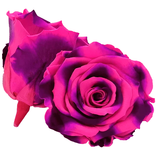 Rosas preservadas BELLA Bicolores - Paquete de 4