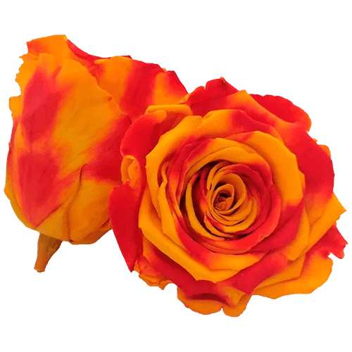 BELLA Preserved Roses Bicolors - Pack 4