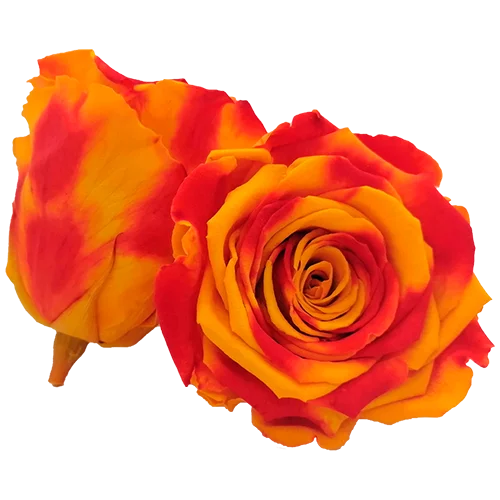 BONITA Preserved Roses Bicolors - Pack 1