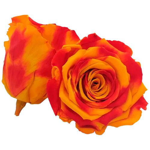 S Preserved Roses Bicolors