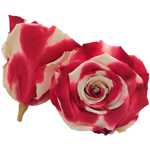 BONITA Preserved Roses Bicolors - Pack 1