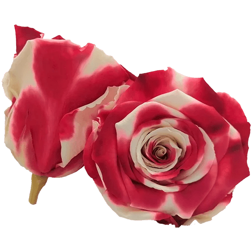 Rosas preservadas BELLA Bicolores - Paquete de 4