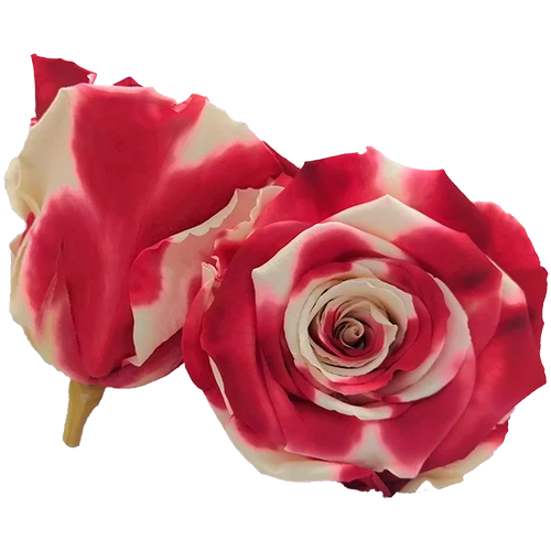 LL+ Preserved Roses Bicolors - Pack of 6