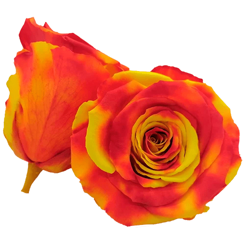 BELLA Preserved Roses Bicolors - Pack 4