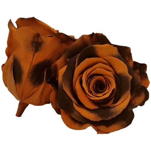 BELLA Preserved Roses Bicolors - Pack 4