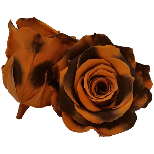 XL Preserved Roses Bicolors - Pack of 6