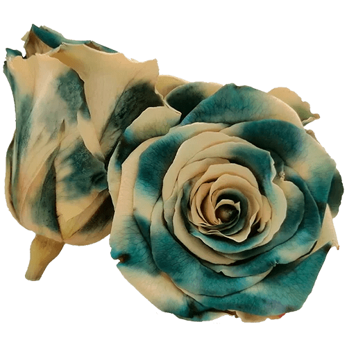 BELLA Preserved Roses Bicolors - Pack 4