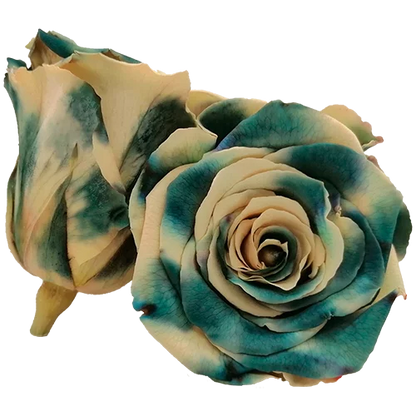 S Preserved Roses Bicolors - BMade