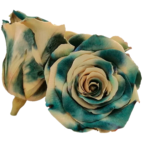 LL+ Preserved Roses Bicolors - Pack of 6