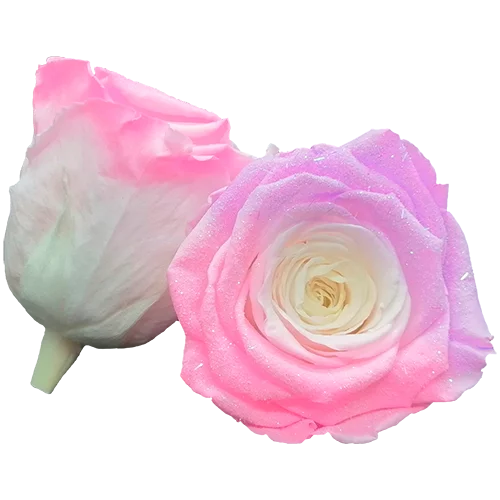 LL+ Preserved Roses Bicolors - Pack of 6