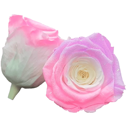 BELLA Preserved Roses Bicolors - Pack 4