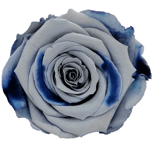 BELLA Preserved Roses Bicolors - Pack 4