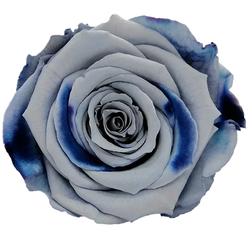 BONITA Preserved Roses Bicolors - Pack 1