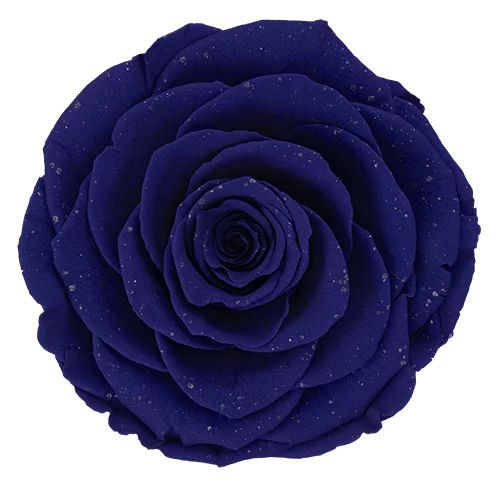 Rosas preservadas BELLA Galaxy - Paquete de 4