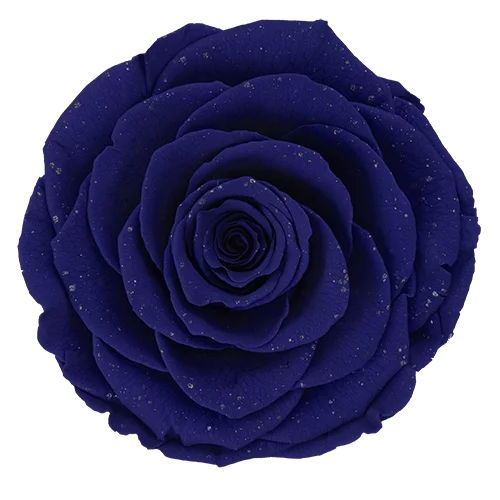 LL+ Preserved Roses Galaxy - Pack of 6