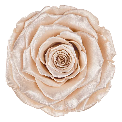 XL Preserved Roses Satin - Pack of 6 - BMade