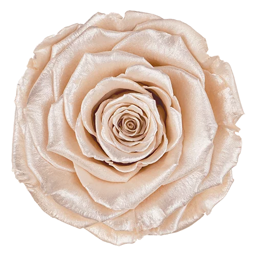 LL+ Preserved Roses Satin - Pack of 6