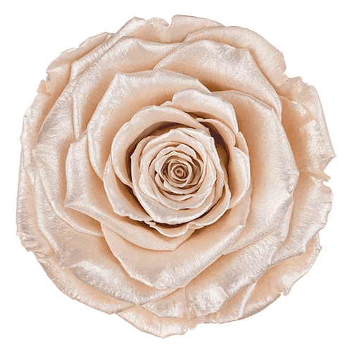 BELLA Preserved Roses Satin - Pack 4