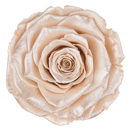 BONITA Preserved Roses Satin - Pack 1