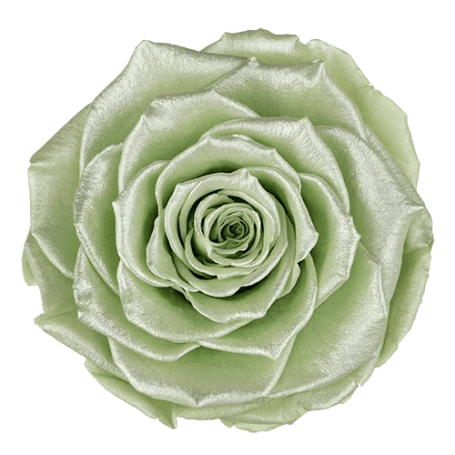 BELLA Preserved Roses Satin - Pack 4