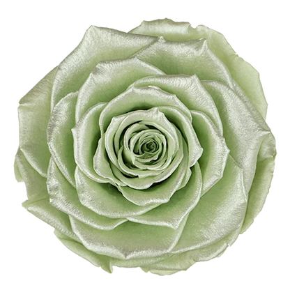 XL Preserved Roses Satin - Pack of 6 - BMade