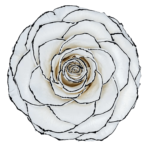 BELLA Preserved Roses Zebra - Pack 4