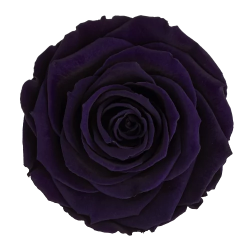 BELLA Preserved Roses Solid Colors - Pack 4