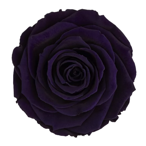 XL Preserved Roses Solid Colors - Pack of 6