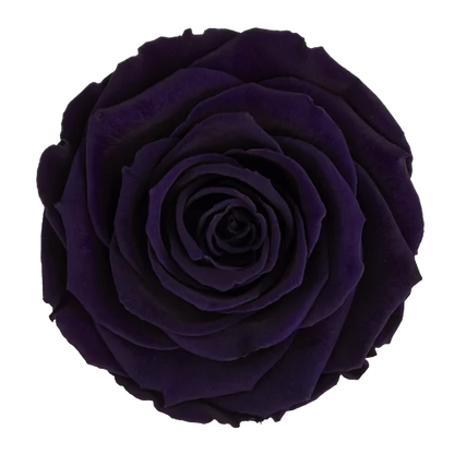 XL Preserved Roses Solid Colors - Pack of 6 - BMade