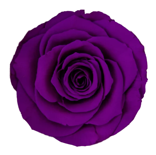 XL Preserved Roses Solid Colors - Pack of 6