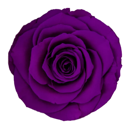 XL Preserved Roses Solid Colors - Pack of 6 - BMade