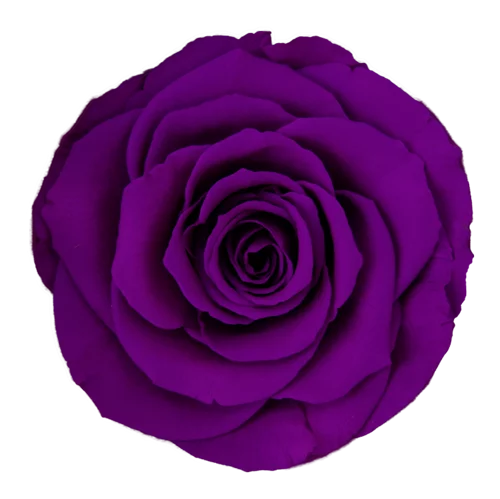 GB10 - BONITA - Available in all of our color range