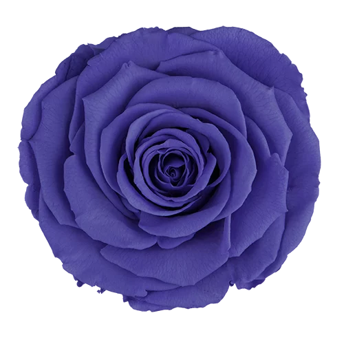 XL Preserved Roses Solid Colors - Pack of 6