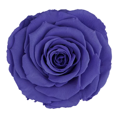 XL Preserved Roses Solid Colors - Pack of 6 - BMade