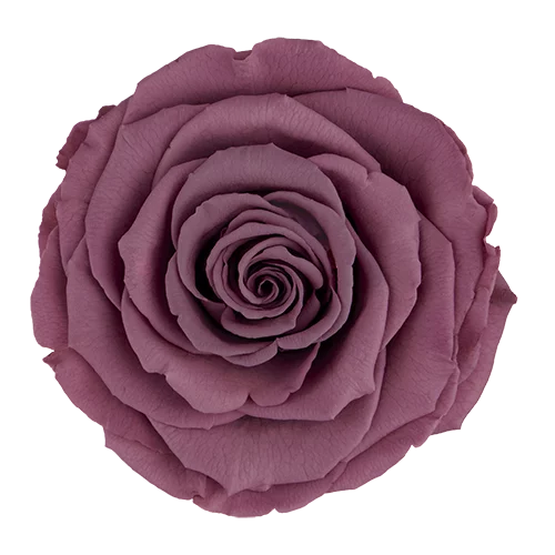 XL Preserved Roses Solid Colors - Pack of 6