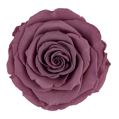 XL Preserved Roses Solid Colors - Pack of 6 - BMade