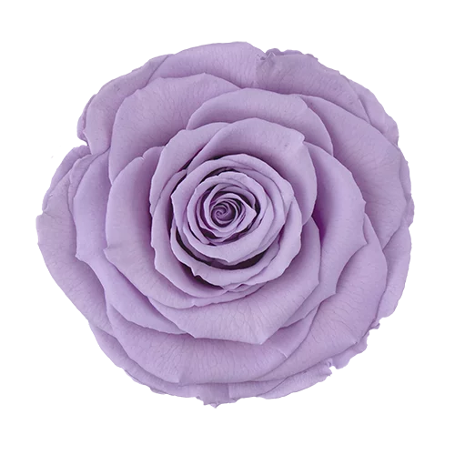 XL Preserved Roses Solid Colors VIOLET 03 - Pack of 6 - Stock