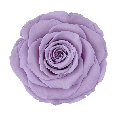 XL Preserved Roses Solid Colors - Pack of 6 - BMade